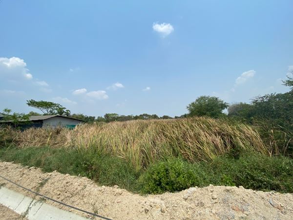 ขายที่ดิน 2 แปลงติด 4-3-76 ไร่ ติดถนนศุขประยูร อ.บ้านโพธิ์ จ.ฉะเชิงเทรา รูปที่ 7