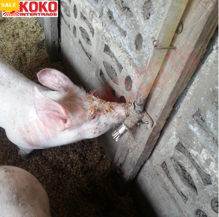 ก๊อกหมูดูดน้ำ-ชุบ 1/2 นิ้ว (แพ็ค 10 ตัว) รูปที่ 4