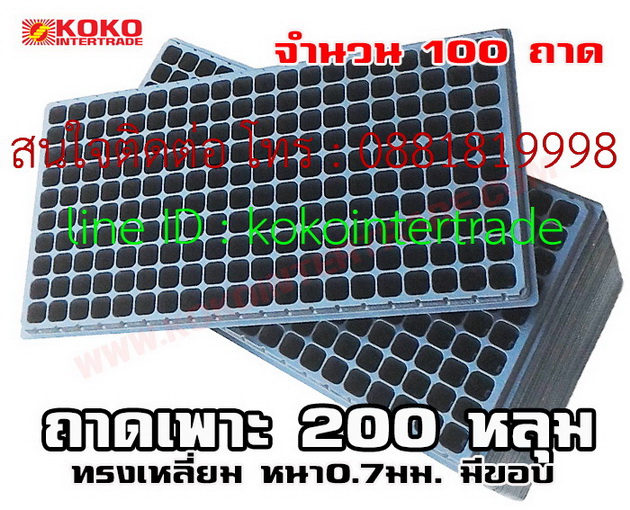 ถาดเพาะชำกล้าไม้104 หลุมกลม หนา0.7มม มีขอบ 1กล่อง รูปที่ 3
