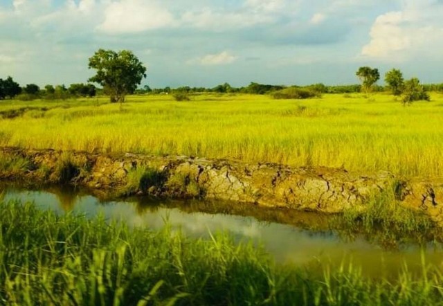 ขายที่ดิน สวนเกษตรบุญจอง ถนนเลียบคลองสิบ ต.บึงกาสาม อ.หนองเสือ  จ.ปทุมธานี รูปที่ 1