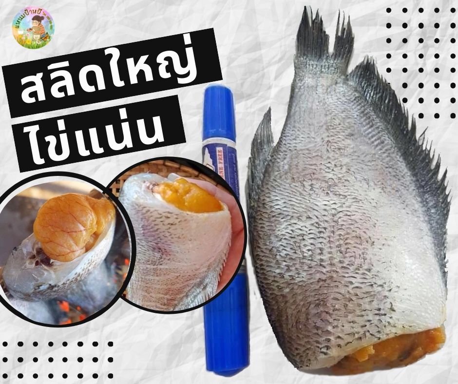 ปลาสลิดไข่แดดเดียว ใหญ่ไข่แน่น รูปที่ 1