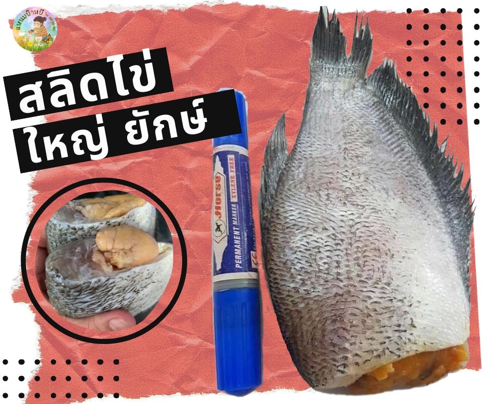 สด ใหม่ ปลาสลิดไข่แดดเดียว สั่งกับเพจป้าหยีได้เลยจ้า รูปที่ 1