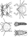 รูปย่อ สเปรย์กำจัดแมลงทุกชนิด ไม่มีสารพิษตกค้าง Insecticide 1 ลิตร รูปที่2