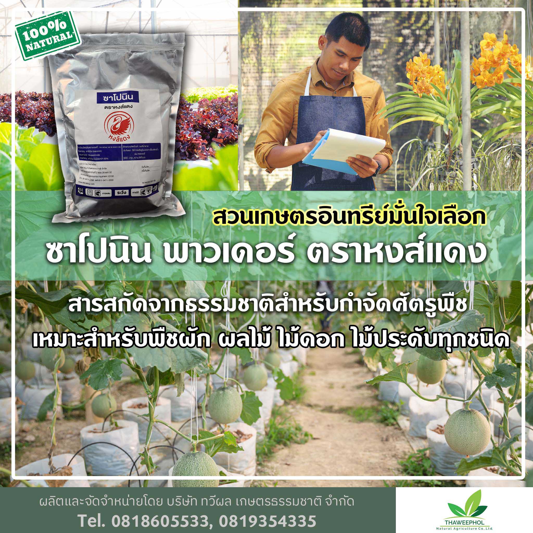 ซาโปนิน พาวเดอร์ ตราหงส์แดง  กำจัดเพลี้ย แมลง หอยทุกชนิดในแปลงพืชผัก ไม้ดอกไม้ประดับ สนามหญ้า บ่อกุ้ง บ่อบัว ฯลฯ  รูปที่ 4