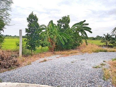 ขายที่ดิน อ.บางใหญ่ 46ไร่กว่า ติดถนนคอนกรีต เดินทางสะดวก รูปที่ 1