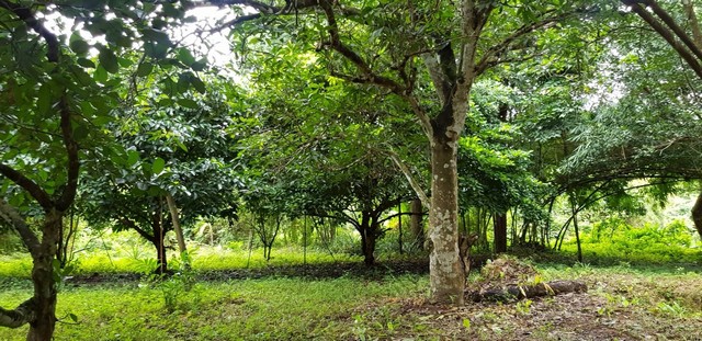 ขายที่สวนหน้าติดถนนลาดยาง ท้ายติดลำธาร เนื้อที่ 4 ไร่ 67 ตรว ต.เขาพระ อ.เมืองนครนายก จ.นครนายก รูปที่ 1