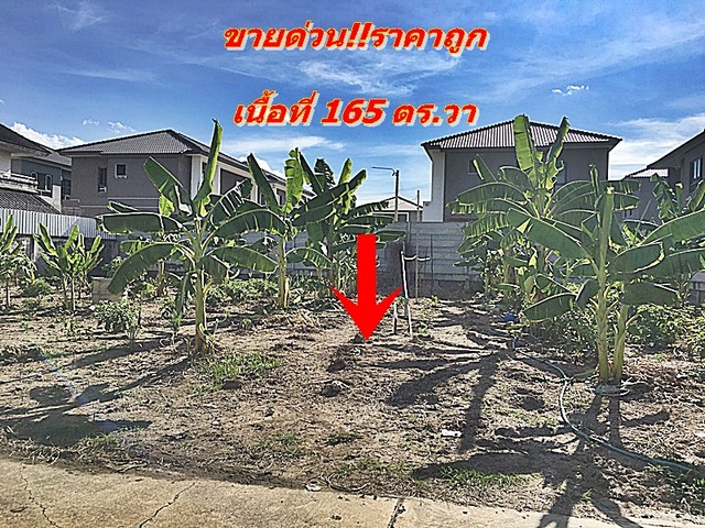 ขายที่ดิน ราคาถูก 165 วา ที่ดินบางคูรัด ที่ดินบางบัวทอง ที่ดินวัดลาดปลาดุก เหมาะซื้อลงทุน ปลูกบ้าน  รูปที่ 1