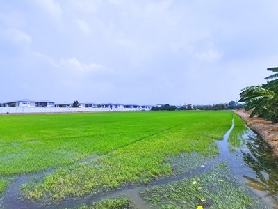 ขาย ที่ดิน ใกล้รถไฟฟ้าคลองบางไผ่ บางรักพัฒนา 26 ไร่ แปลงสวยสี่เหลี่ยม เหมาะทำโครงการหมู่บ้าน รูปที่ 1