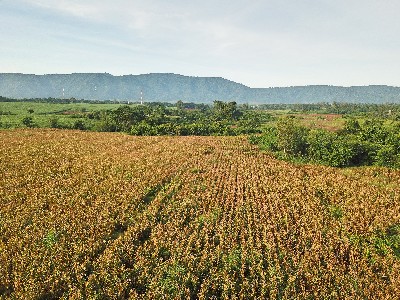 P ขายที่ดิน เขาใหญ่ ต.หมูสี อ.ปากช่อง 6 ไร่ วิวเขา สวยมากๆ รูปที่ 1