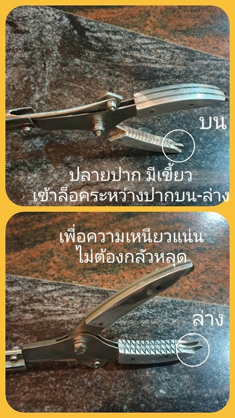 อุปกรณ์ จับงู คีมจับงู ขายคีมจับงู ที่คีบงู ที่หยิบงู ที่จับสัตว์มีพิษ  ที่จับ งู สัตว์เลื้อยคลาน ตัวครีบงู ตัวหยิบงู ที่จับงู ไม้จับงู ไม้คีบงู คีมหนีบงู ไม้หนีบงู ไม้ วัสดุ อุปกรณ์จับ ที่จับ หยิบ คีม หนีบ แหนบ คีบ จับ งู แมงป่อง ตุ๊กแก หมาบ้า ตัวเงินตัวทอง แมว อุปกรณ์จับสัตว์ รูปที่ 7