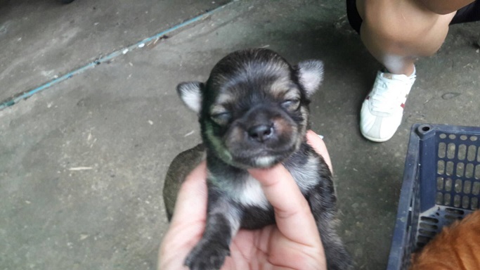 ชิาวาแท้ ราคา 3500-3800 รูปที่ 3
