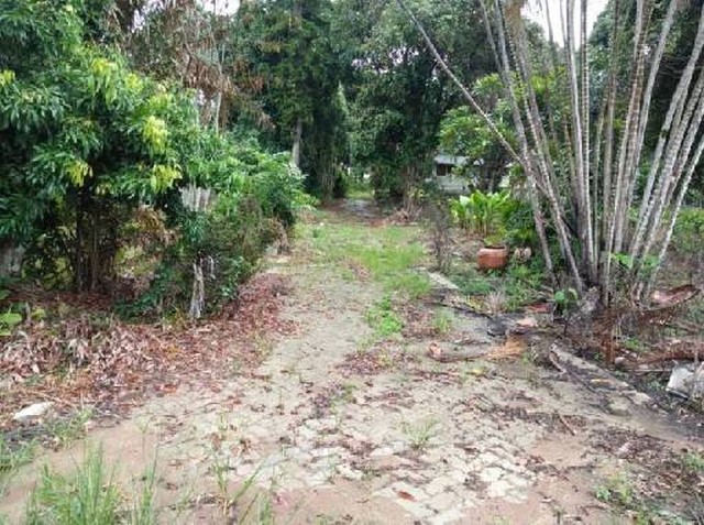 ขายที่สวนยกแปลง 5-2-34 ไร่ ที่มีโฉนด เขตเทศบาลอำเภอเวียงป่าเป้า ติดถนนลาดยาง น้ำไม่ท่วม  รูปที่ 1