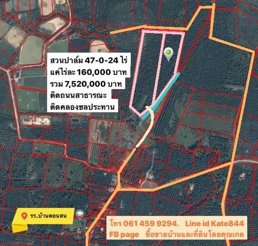 สวนปาล์ม 47-0-24 ไร่. ต.ท่าทอง อ.กาญจนดิษฐ์  ติดคลองชลประทาน. ติดถนนสาธารณะ  รูปที่ 1