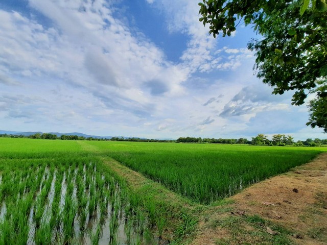 ที่ดินทำเลดีวิวสวยโอบล้อมด้วยธรรมชาติ บรรยากาศรีสอร์ท เชียงใหม่ รูปที่ 1