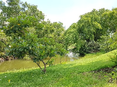 ให้เช่า คอนโด ห้องสวยพร้อมอยู่ เฟอร์ครบ THE LAKE METRO PARK สาทร 31 ตรม. ใกล้รถไฟฟ้า BTS เดินทางสะดวก รูปที่ 1