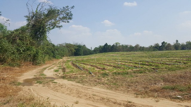 ขายที่ดินแปลงสวย 75-0-98 ไร่  มีแม่น้ำท่าเคยไหลผ่าน ดินดี อุดมสมบูรณ์ ในอำเภอสวนผึ้ง ราชบุรี รูปที่ 1