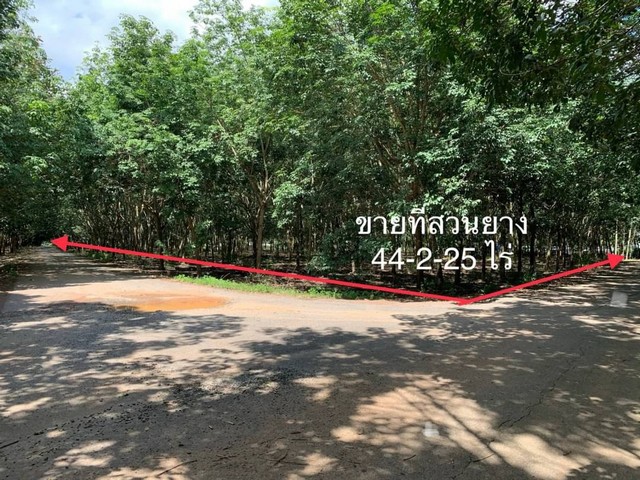 ขาย ที่ดิน ที่ดินหนองใหญ่ ที่ดินสวนปาล์ม ที่ดินสวนยาง ที่ดินถมแล้ว อำเภอหนองใหญ่ ทำเลดี รูปที่ 1