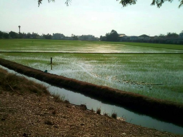 ขายที่ดิน 30-3-59 ไร่ สามโคก ท้ายเกาะ จ.ปทุมธานี ที่ดินสวย ติดถนนใหญ่ เหมาะทำการลงทุน ฯลฯ รูปที่ 1