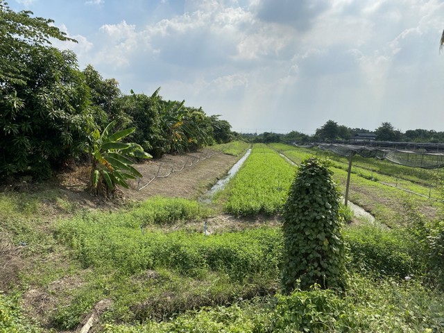  ขายด่วน ที่ดินทำเลสวย บรรยากาศดี ตำบลบ้านใหม่ อำเภอบางใหญ่ จังหวัดนนทบุรี รูปที่ 1