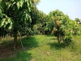 ขายสวนผลไม้ เนื้อที่ 4-2-85 ไร่ พื้นที่สีเขียว ดินดี ไม้ผลงาม ทำเลคลอง 4 คลองหลวง 