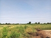 รูปย่อ ขาย ที่ดิน คลองสิบสอง ธัญบุรี 2 ไร่ ห่างรังสิต-นครนายกแค่ 700 เมตร เหมาะปลูกบ้าน หรือทำสวนเกษตร รูปที่2