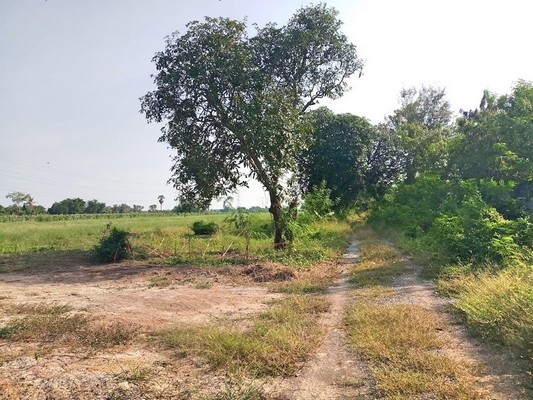 ขาย ที่ดิน คลองสิบสอง ธัญบุรี 2 ไร่ ห่างรังสิต-นครนายกแค่ 700 เมตร เหมาะปลูกบ้าน หรือทำสวนเกษตร รูปที่ 1