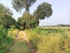 รูปย่อ ขาย ที่ดิน คลองสิบสอง ธัญบุรี 2 ไร่ ห่างรังสิต-นครนายกแค่ 700 เมตร เหมาะปลูกบ้าน หรือทำสวนเกษตร รูปที่4