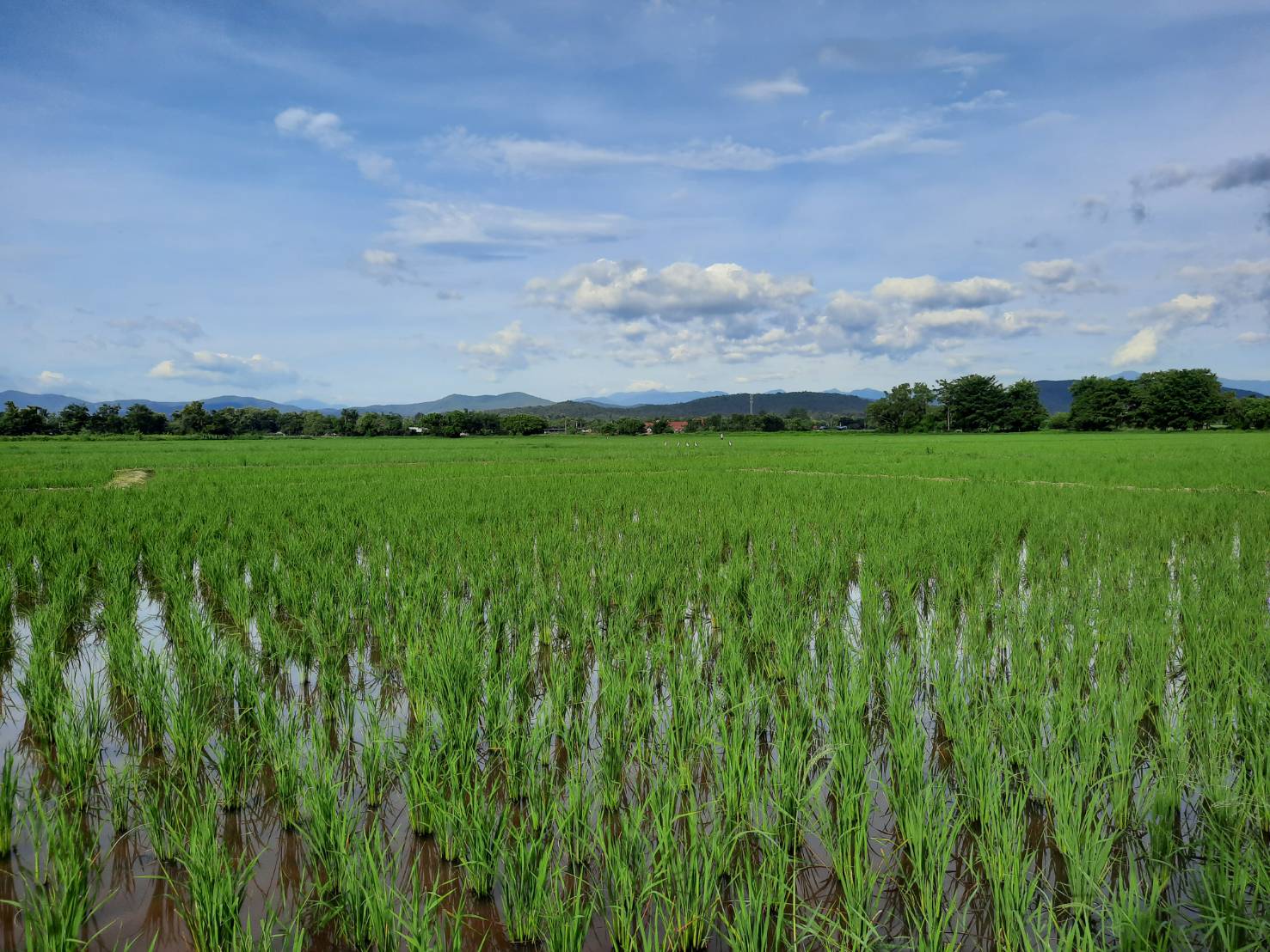 ขายที่นาดอยสะเก็ด ถูกที่สุดในย่าน เหมาะทำบ้านสวน            รูปที่ 1