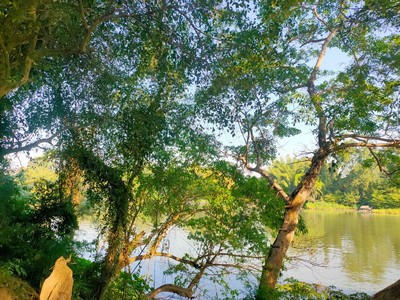 ขายที่ดินติดแม่น้ำ แควน้อย เมืองกาญจนบุรี  ขนาด  4ไร่  บรรยากาศดีมาก น้ำใสมาก ลมเย็นเหมาะ ปลูกบ้าน รูปที่ 1