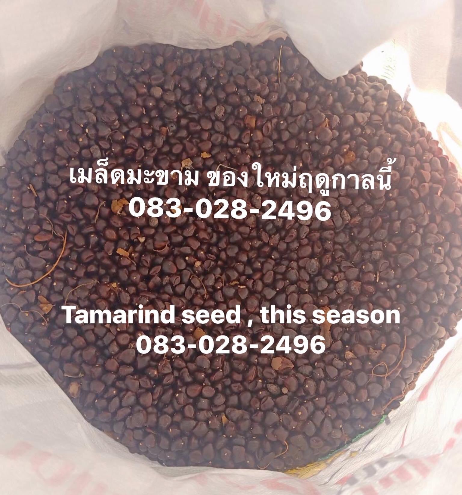 มี เมล็ดมะขาม จำหน่าย เพื่อส่งออก รูปที่ 2