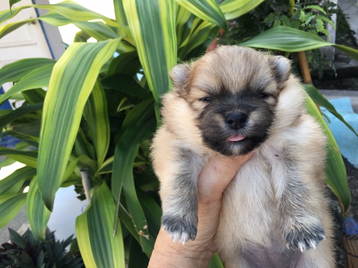 ขายลูกปอม สวย ๆ สนใจลดได้ รูปที่ 4