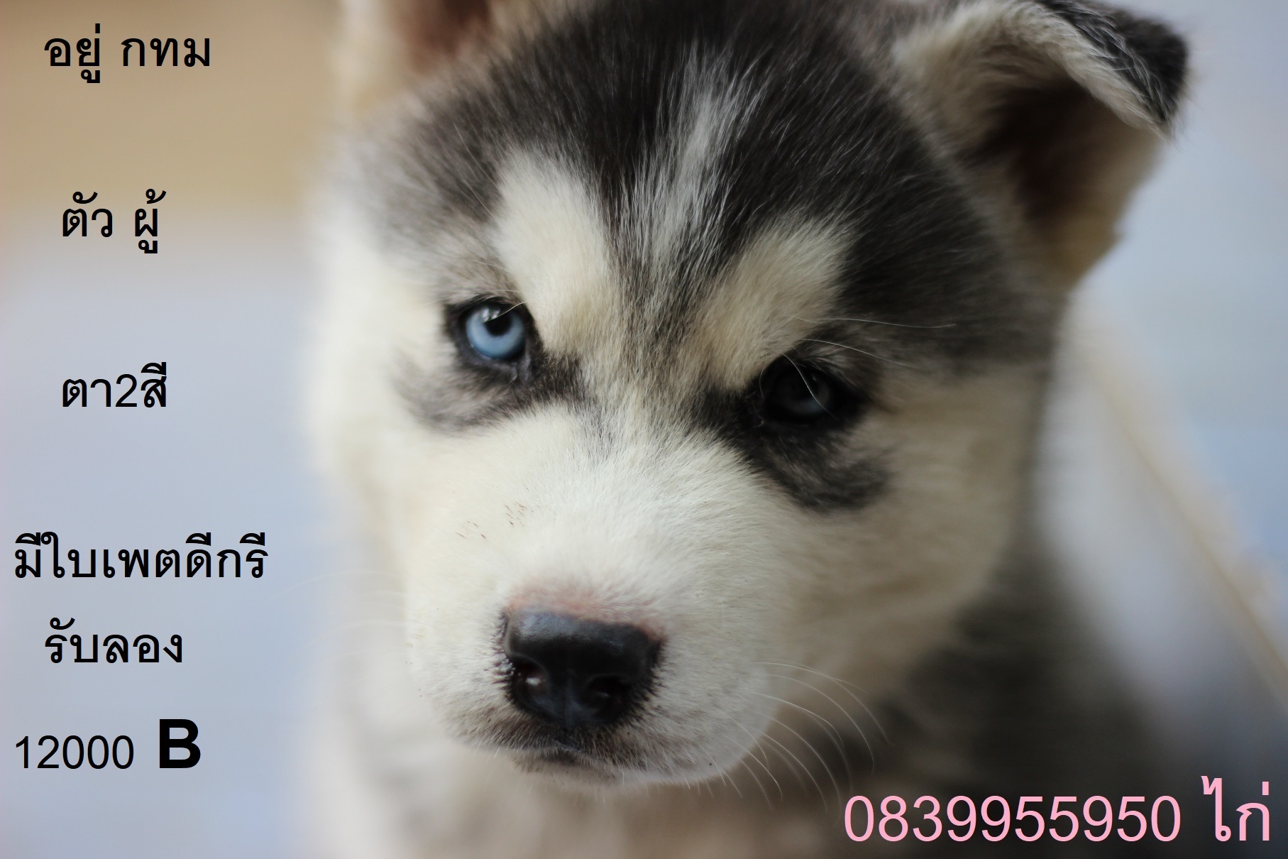 ขาย ไซบีเรียน ฮัสกี้,  กทม  มารับเองลดได้ครับ มีใบเพตดีกีรับลอง รูปที่ 2
