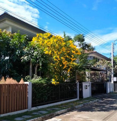 HR 4684 ให้เช่าบ้านสวย หมู่บ้านบุราสิริ วงแหวน อ่อนนุช ตกแต่ง พร้อมอยู่ รูปที่ 1