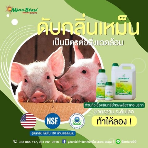 กำจัดกลิ่นเหม็นในฟาร์มเลี้ยงสัตว์ และในโรงงานอุตสาหกรรม ภายใน 24 ชั่วโมง ไม่ใช้สารเคมี ไร้สารตกค้าง  รูปที่ 5