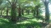 รูปย่อ ขาย  ที่ดิน สวนปาล์ม แปลงสวย ผลิตดี ตำบลชะเมา หากมองหาทีดิน ประเภทสวน แปลงนี้เลยครับ 16ไร่ 23ตรว รูปที่5