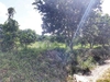 รูปย่อ ขาย ที่ดิน สวนส้มโอทับทิมสยาม สวนปาล์ม 60 ไร่ 2 งาน 49 ตร.วา รูปที่6