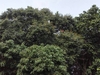 รูปย่อ ขายที่ดินสวนผลไม้ เมืองปราจีนบุรี 3 ไร่ 1 งาน 86 ตารางวา เงียบสงบ บรรยากาศดี ร่มรื่นด้วยผลไม้ รูปที่6