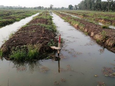 ขายที่ดินติดคลองส่งน้ำ คลอง 11-12 หนองเสือ 49 ไร่ เป็นร่องสวนกล้วยหอม เหมาะ ทำการเกษตร ทำบ้านสวน  รูปที่ 1