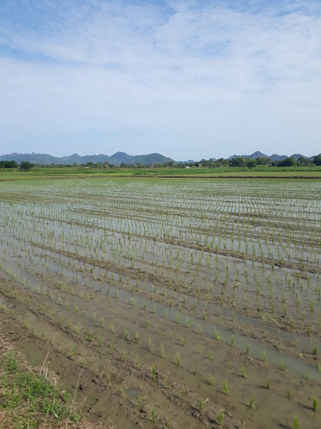 ขายที่ดิน ตำบลเกาะสำโรง อำเภอเมือง กาญจนบุรี ที่ดินสวย ทำเลดี บรรยากาสดี เดินทางสะดวก รูปที่ 5