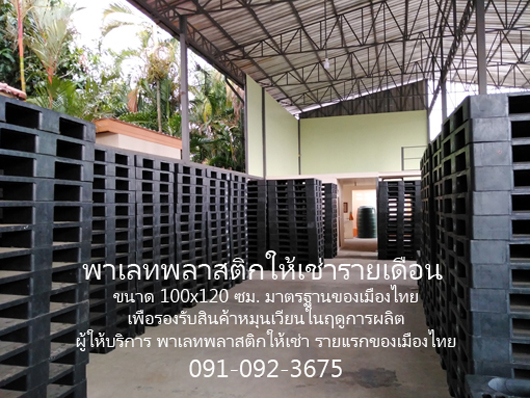 พาเลทพลาสติกให้เช่า Pallet For Rent รายเดือน รูปที่ 3