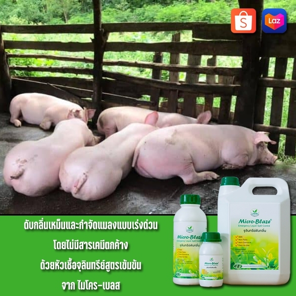 ไมโคร-เบลส จุลินทรีย์กำจัดกลิ่นเหม็น Micro-Blaze Emergency Liquid Spill Control รูปที่ 3