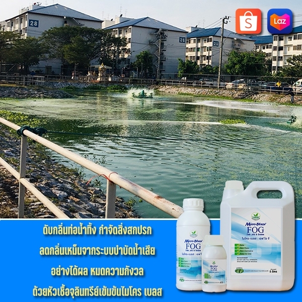 Micro-Blaze F.O.G เป็นจุลินทรีย์ธรรมชาติ ลดปริมาณแมลงสาบในบ่อเกรอะ รูปที่ 3