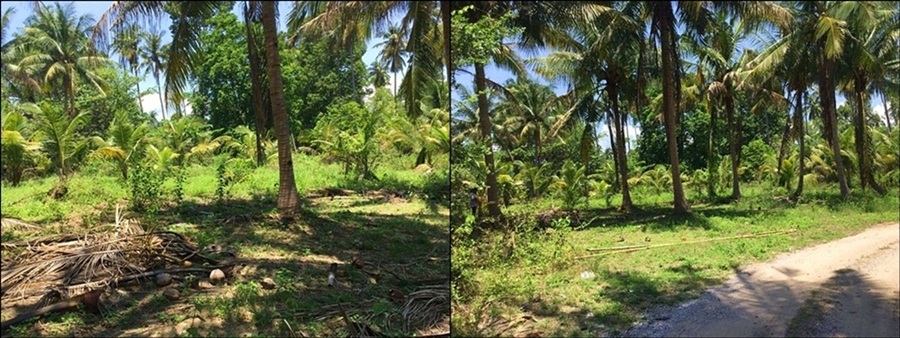 ขายที่ดิน 1 ไร่ ใกล้ทะเลแม่รำพึง อ.บางสะพาน จ. ประจวบคีรีขันธ์ รูปที่ 3