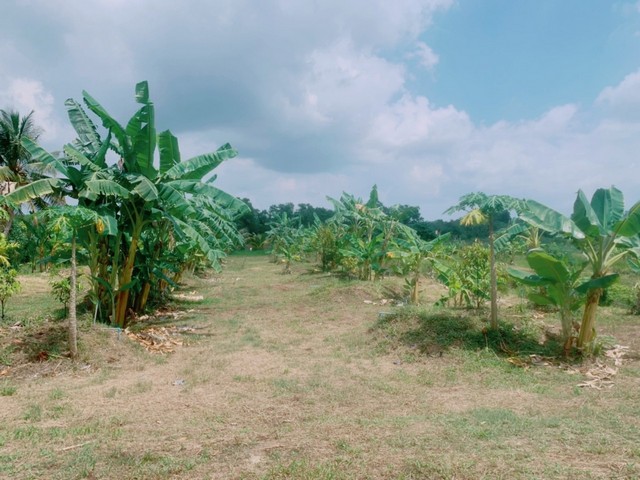 ขายบ้านพร้อมสวนผลไม้ ท่าใหม่ จันทบุรี 22-2-17 ไร่ เหมาะลงทุน ให้ผลผลิตตลอดทั้งปี รูปที่ 1