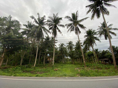 ขาย ที่ดิน  ที่ดินสวนมะพร้าว ต.ท่าข้าม อ.หาดใหญ่ จ.สงขลา รูปที่ 1