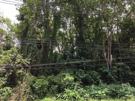 ขาย ที่ดิน ที่ดินติดถนนปุณณกันฑ์ 1000วา บ้านและที่ดิน 4 ไร่ 47 ตร.วา ที่ดินเนินเขา รูปที่ 2