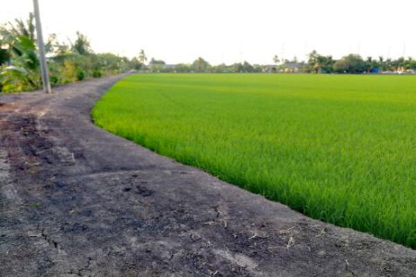 ขาย ที่ดิน  ไทรน้อย นนทบุรี 11 ไร่ 72 ตร.วา ติดถนนบางกรวย-ไทรน้อย บางกรวย-กรุงเทพฯ รูปที่ 4