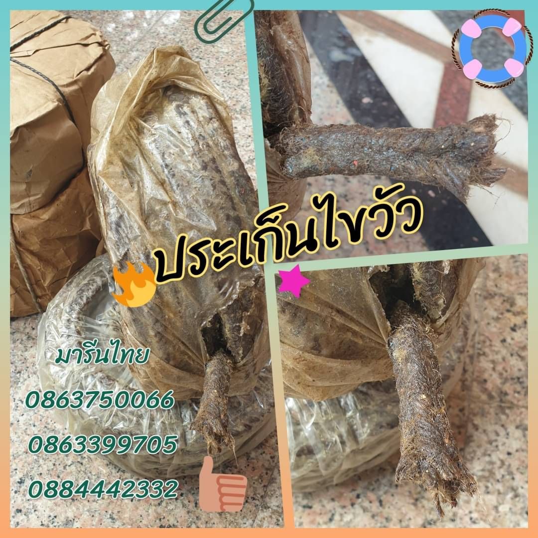#ประเก็นไขวัว #ประเก็นกันน้ำเข้าเพลาเรือ #เชือกไขวัว #เชือกอาบจารบี   จำหน่ายปะเก็นเชือกไขวัว วัสดุซีลป้องกันน้ำเข้าเรือใช้ในบริเวณคอเพลาเรือ สนใจสินค้าแจ้งขนาดที่ต้องการมาน่ะค่ะ รูปที่ 3