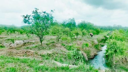 ขาย ที่ดิน  สวนส้มโอทับทิมสยาม จันทบุรี 22 ไร่ 2 งาน 1.7 ตร.วา วิวสวย อากาศดี มีแหล่งน้ำ รูปที่ 3