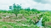 รูปย่อ ขาย ที่ดิน  สวนส้มโอทับทิมสยาม จันทบุรี 22 ไร่ 2 งาน 1.7 ตร.วา วิวสวย อากาศดี มีแหล่งน้ำ รูปที่3